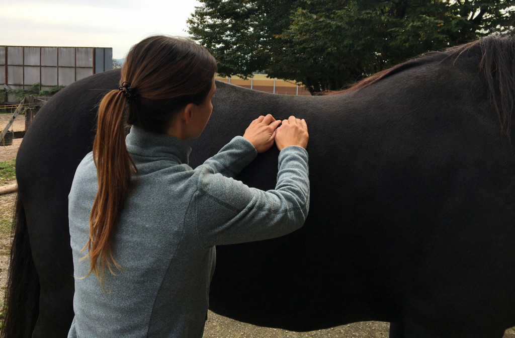 
				Preverjanje občutljivosti reber. S prsti zdrsimo navzdol po hrbtni mišici, dokler ne zatipamo t. i. police reber. Z nežnim pritiskom na to področje preverimo, ali naš konj kaže znake občutljivosti reber. 			