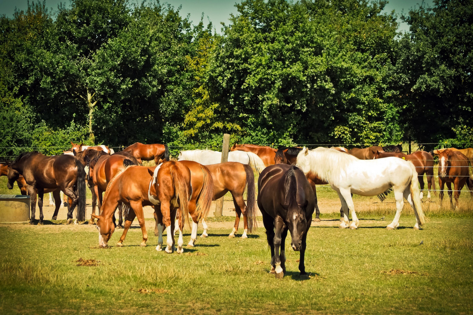 
				Ocenjeno je, da naj bi bilo na svetu okoli 60 milijonov konj. 			