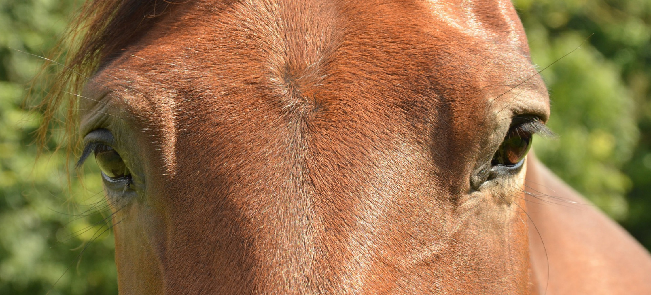 
				Oči konja so večje od oči vseh drugih kopenskih sesalcev. Vidijo lahko skoraj 360-stopinjsko. 			
