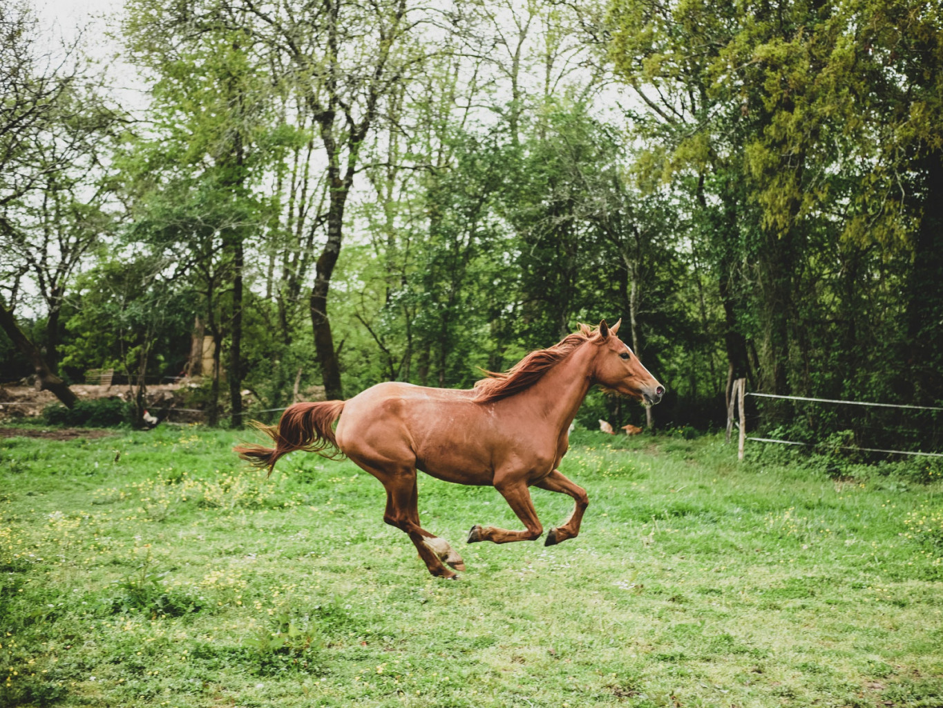 
				Konj ima med galopom v nekatih trenutkih vsa štiri kopita v zraku. 			