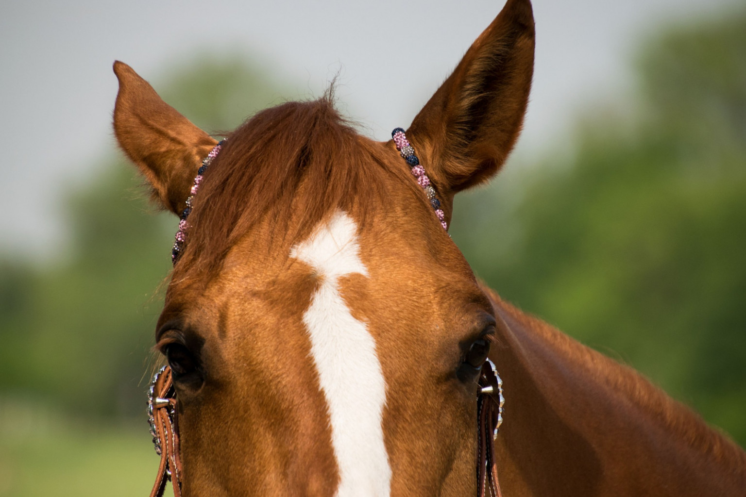 
				Konji imajo v ušesih 16 mišic, zato jih lahko obračajo na vse strani. 			