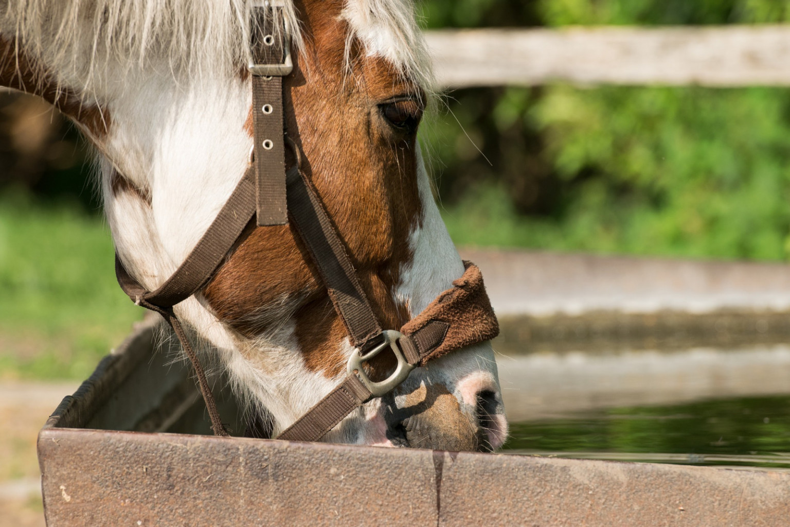 
				Konji so zelo žejne živali. Vsak dan popijejo približno 35 litrov vode, v toplejših območjih lahko tudi do 100. 			