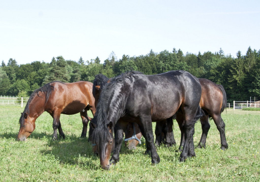 
				Populacija posavskega konja je zelo izenačena tako v tipu kot barvi in okvirju. <br>
<br>
			
