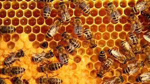 What Is It About Bees And Hexagons? : Krulwich Wonders... : NPR
