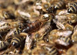Carniolan Queen Bees (Naturally Mated) • ApiExpert