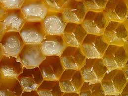 Bee brood - Wikipedia