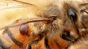 Rezultat iskanja slik za imunity of bees