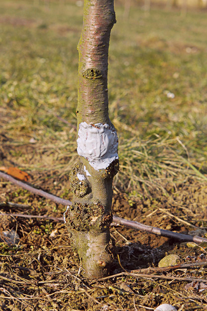 
				06- Od zajcev objedeno deblo razkužimo in čim prej zamažemo s cepilno smolo.			