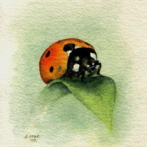 This is a little, original painting of what we Brits call a ladybird and others call a ladybug. It is 4.5 x 4 inches (11.5 x 10 cm), painted on