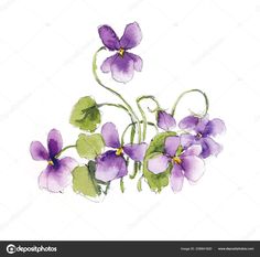 Download - Bouquet of violets. Watercolor composition. Flower backdrop. Decoration with blooming violets, hand drawing.  Illustration. — Stock Image