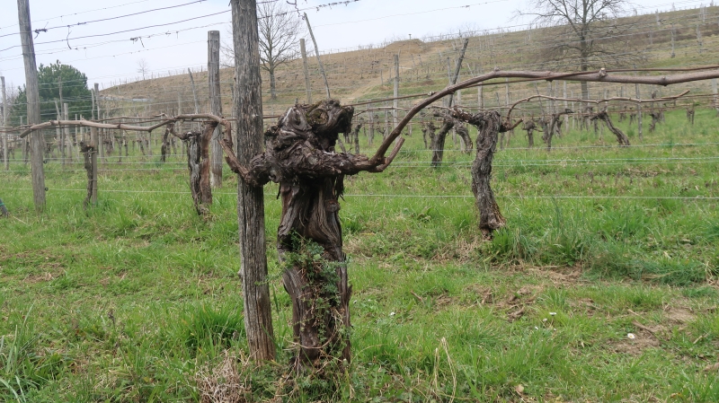 
				vinograd  z 200 trtami  sauvignonassa (furlanski tokaj)   iz 1947 je še vedno roden 			