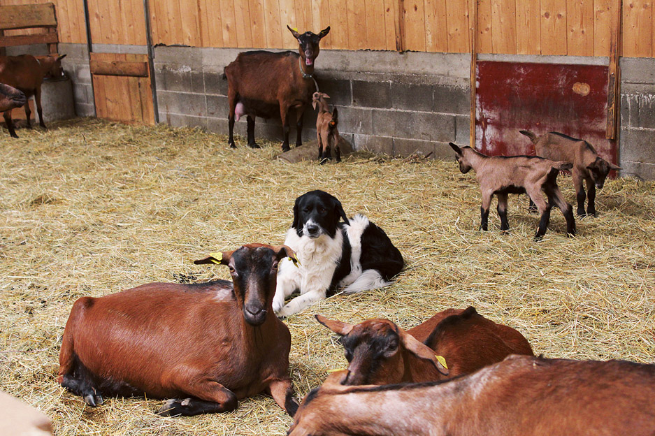 				Na kmetiji redijo koze srnaste pasme			