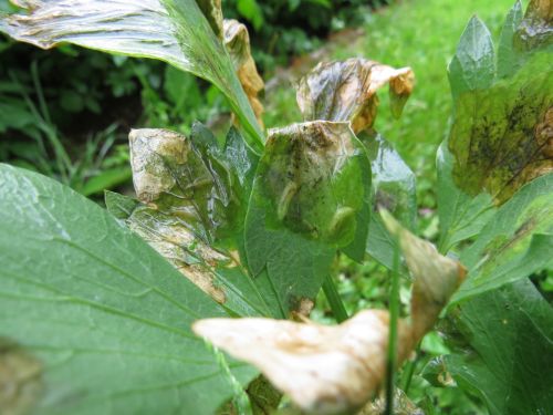 				Žerke (ličinke) zelenine muhe so brez nog in tipične glave in se hranijo z notranjostjo listov. Za njimi ostaneta le spodnja in zgornja povrhnjica lista.			