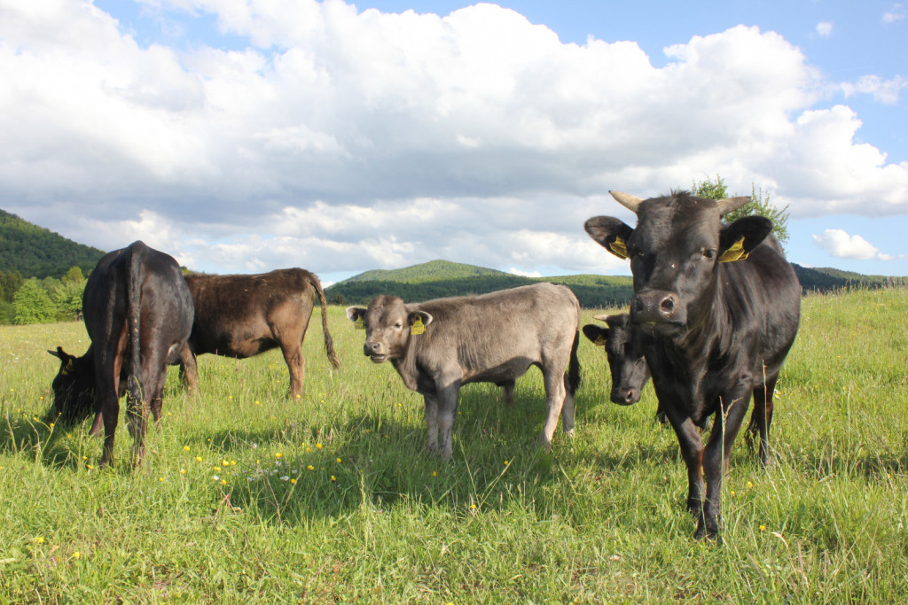 
				V naših zemljepisnih širinah je govedo pasme dahomey najbolj srečno na pašniku ali v odprtih hlevih.<br>
<br>
			