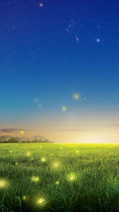 Glow worm Nature Country Field #iPhone #5s #Wallpaper