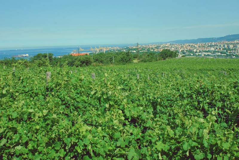 
				Vinogradi  Kocjančič s pogledom na MIlje in Tržaški zaliv 			