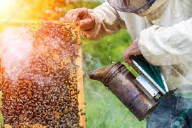 The Beekeeper Smokes The Smoke Of Bees Sitting On A Honey Cell. Beesmoker.  Work On An Apiary. Apiculture Stock Photo, Picture And Royalty Free Image.  Image 84871703.