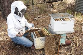 Becoming a beekeeper in Western Australia | Agriculture and Food