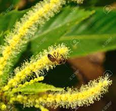 Bee On Chestnut Flowers Stock Photo, Picture And Royalty Free Image. Image  30188342.