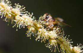 Chestnut flower honey 500g Apicoltura C. Amodeo - InCampagna