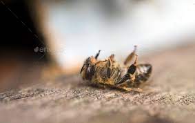 dead bee | Dead bees, Bee, Animals