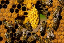 Čebele: zaleganje je zdaj na vrhuncu