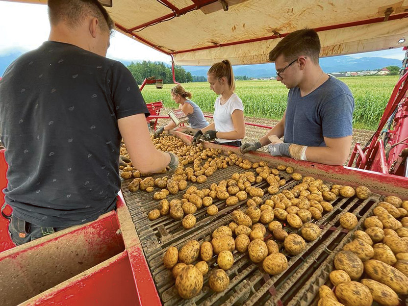 				Prebiranje krompirja na kmetiji Pr’ Halovc.			