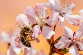 Od čebel je odvisna vsaka tretja žlica hrane na svetu - Slovenec