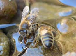 Why do Honey Bees forage for Water in spring time