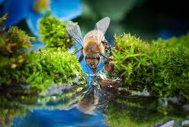 Bees Need Water Too - The Grow Network : The Grow Network