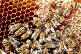 Čebelarji z zaskrbljenostjo pričakujejo pomlad - Primorske novice