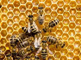 7 Types of Honey Bees Perfect for Backyard Bee Farms | Homesteading