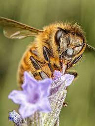 Honeybee | National Geographic