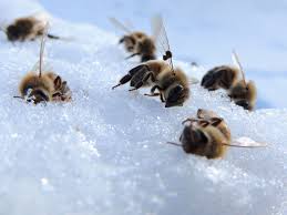 When dead bees are a welcome sight! - A Winter's Tale