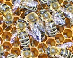 Drohnen - die männlichen Bienen - Imkerei Heiser