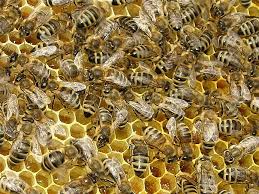 Carnica Bienen Foto & Bild | tiere, wildlife, insekten Bilder auf  fotocommunity