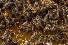 Carnica Königin Standbegattet | Zukunft Bienen!