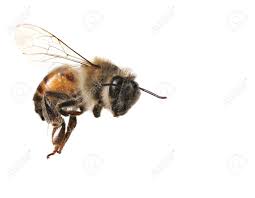 Macro Image Of Common Honey Bee From North America Flying On White  Background Stock Photo, Picture And Royalty Free Image. Image 3634211.