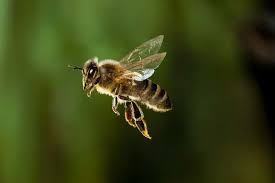 Maths explains how bees can stay airborne with such tiny wings | New  Scientist