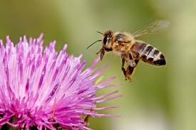 Moving objects and flowing air: How bees position their antennae during  flight