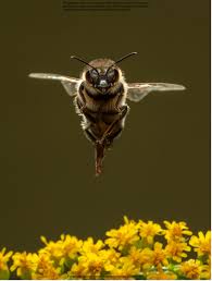 Wild Honey Bees | Princeton University Press