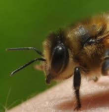 How far does a bee fly & how does it navigate? | British Beekeepers  Association