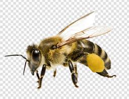 Flying Honey Bee PNG Image - Esquilo.io