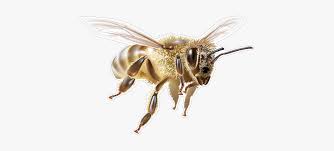 Bees Transparent Flying, HD Png Download , Transparent Png Image - PNGitem