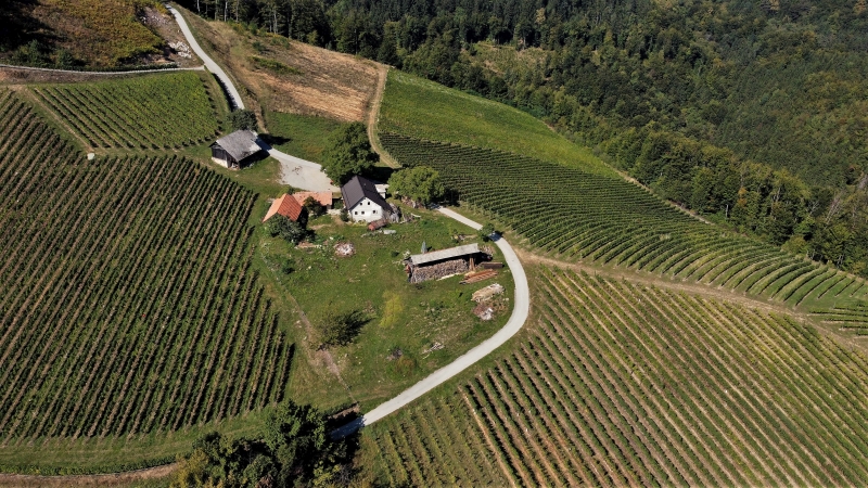 
				Z vinogradi obkrožena domačija  Kozinc na Dedni Gori 			