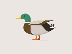 Mallard Duck by Yuka Highbridge