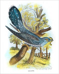 This contains an image of: Print of Cuckoo bird illustration 1896