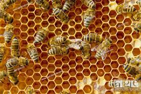 Carnica bees (Apis mellifera carnica) at their partly covered honeycombs  filled with honey, Stock Photo, Picture And Rights Managed Image. Pic.  IBR-2335732 | agefotostock