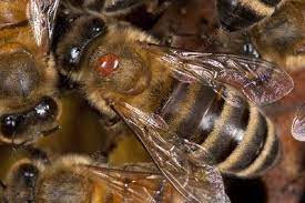 Honey bee with Varroa mite - Stock Image - C012/8431 - Science Photo Library