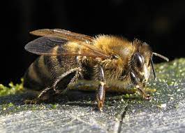 Apis m. carnica Morfološke značilnosti kranjske čebele - Apis mellifera  carnica